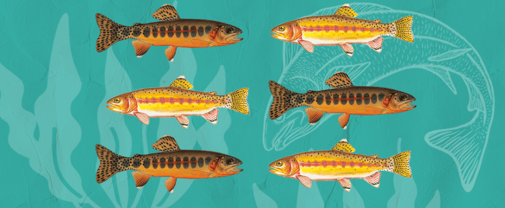 Golden Trout