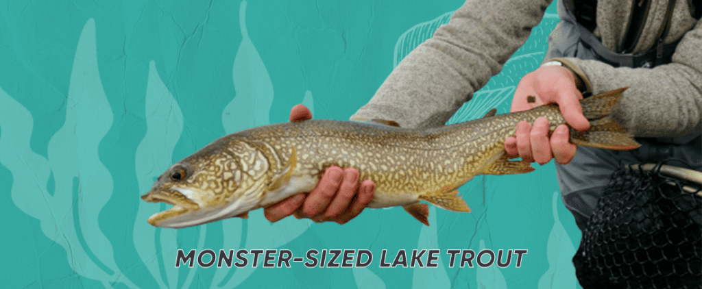 Lake Trout