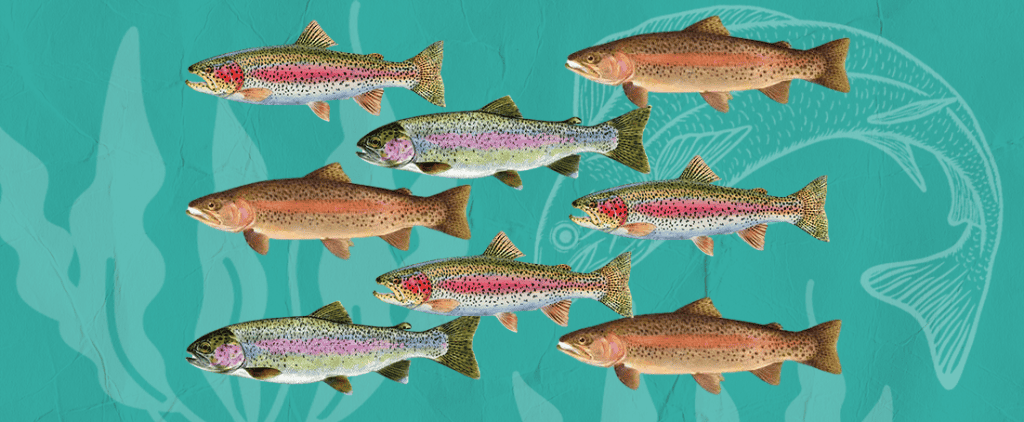 Rainbow Trout