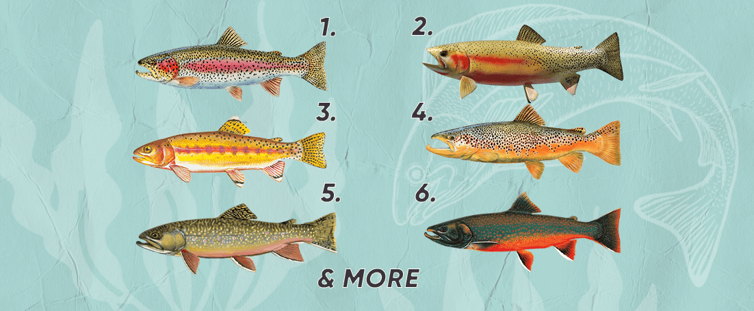 different types of trout