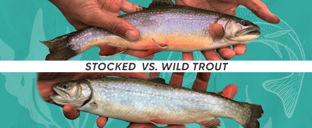 stocked versus wild trout - what's the differences
