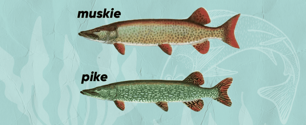 difference between muskie and pike